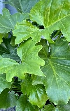 Philodendron bipinnatifidum, Split-leaf Philodendron, Philodendron Selloum, Tree Philodendron: 3G
