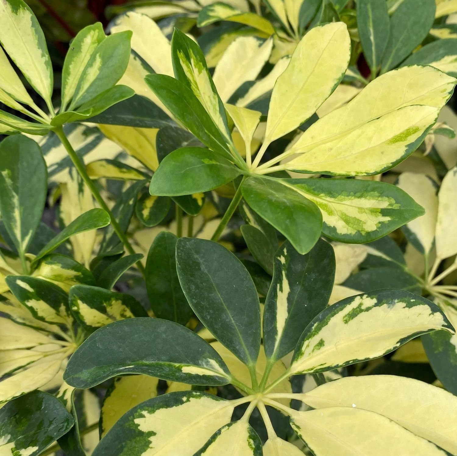 Schefflera arboricola 'Trinette', Umbrella Tree: 3G