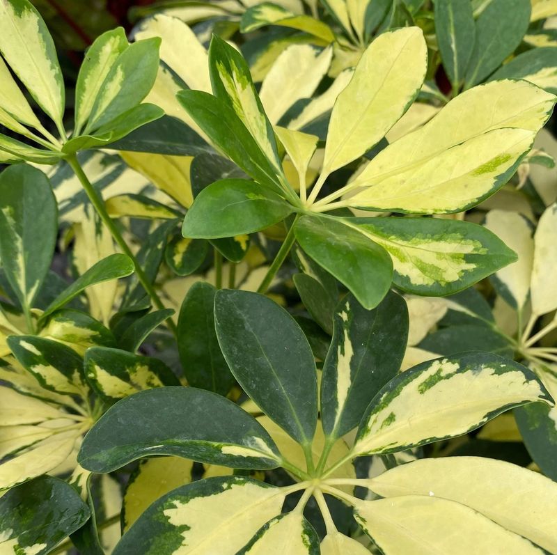 Schefflera arboricola 'Trinette', Umbrella Tree: 3G