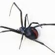 RED/BLACK SPIDER 13&quot; X 3&quot;