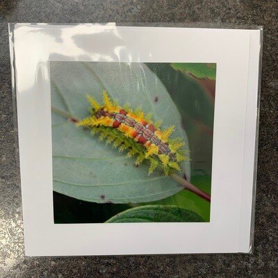 Photo Card