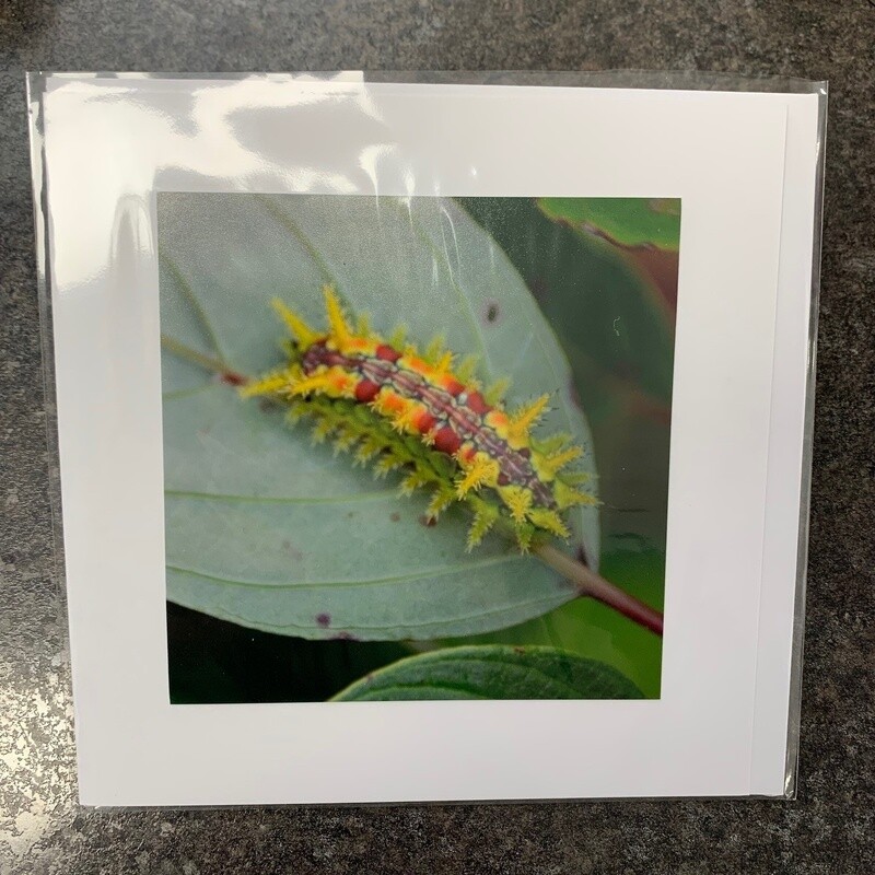 Photo Card