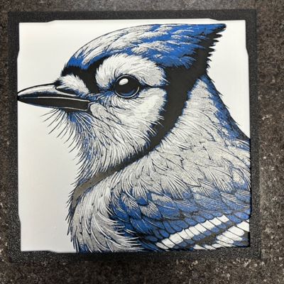 Blue Jay 3D Print