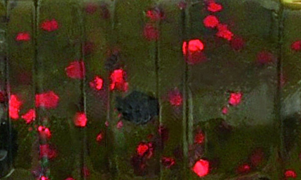 Crayfish ULG, Color: Watermelon 2,1 inch  *187-21-134