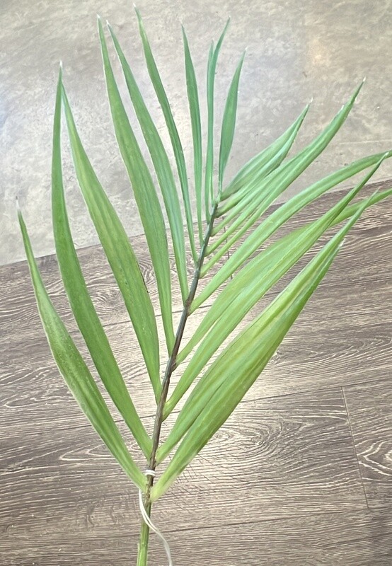 Fern Pick