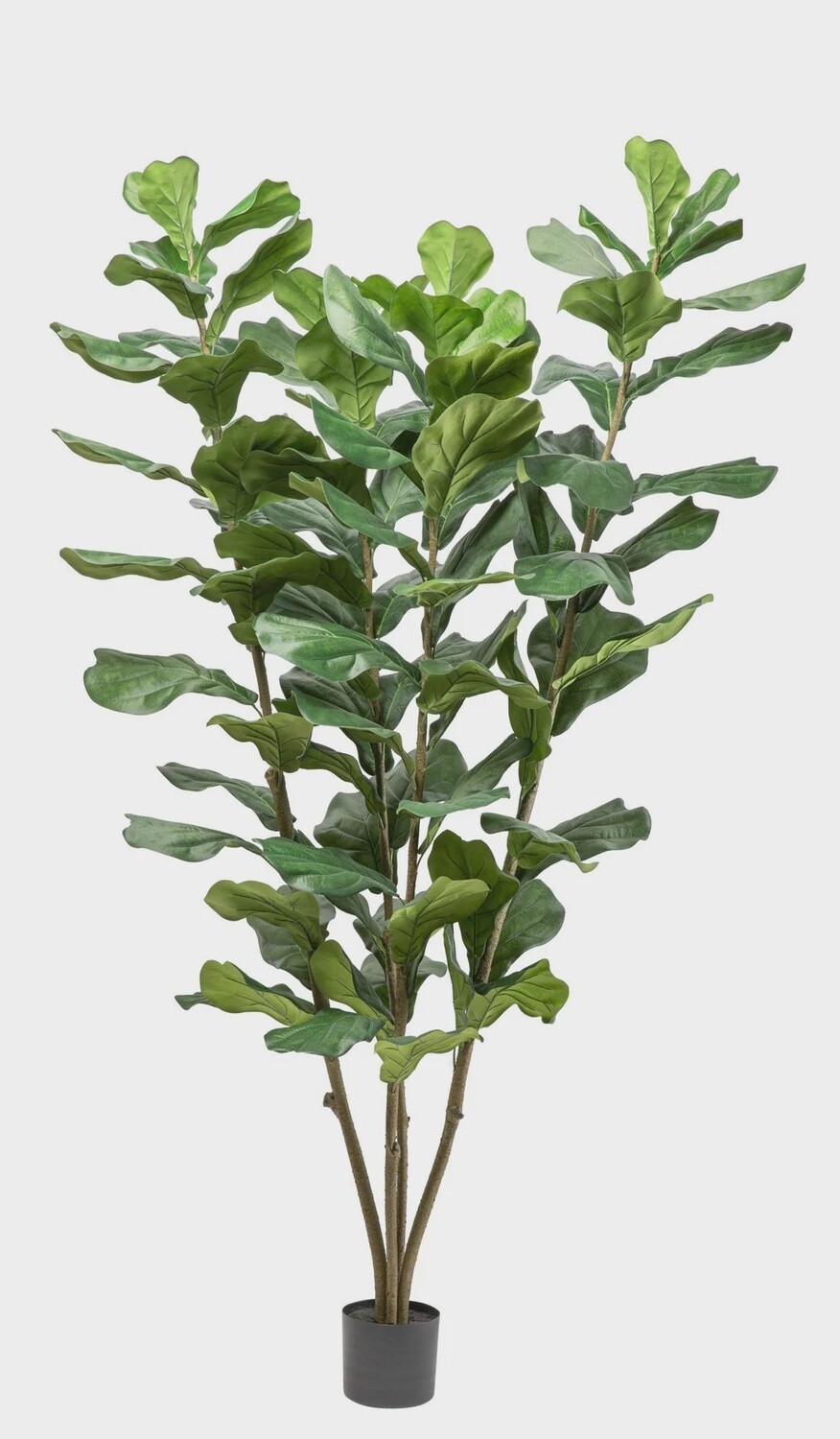 Column Fiddle Leaf Fig Tree - 6ft