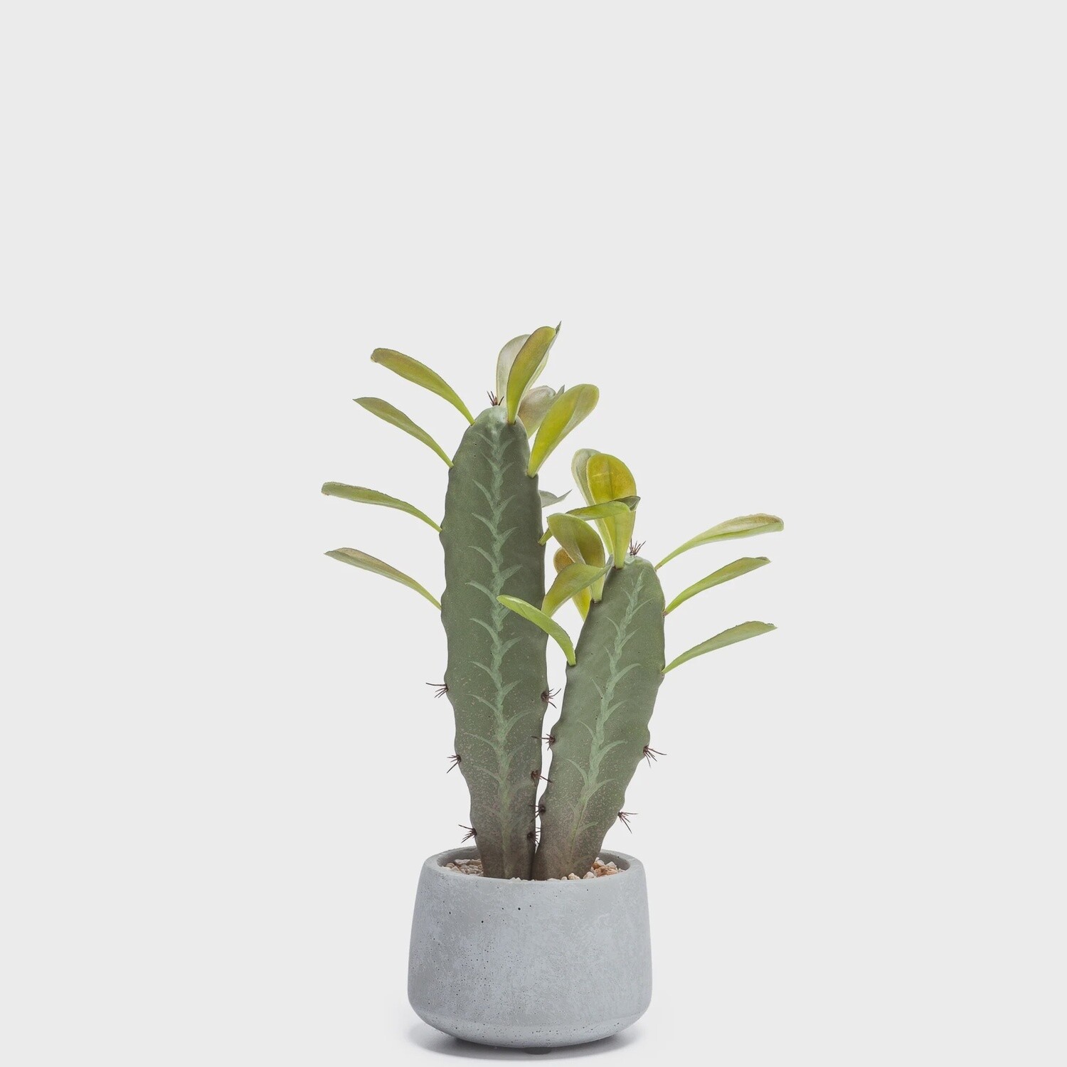 African Cactus 4.5”