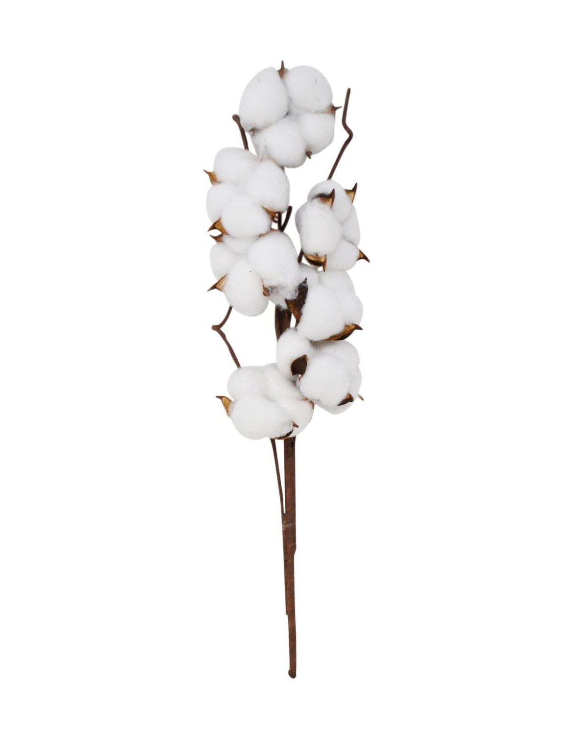 Cotton Flower Branch