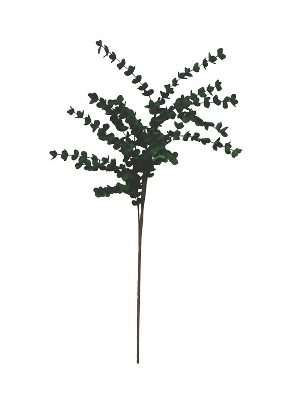 Dark Green Eucalyptus Branch