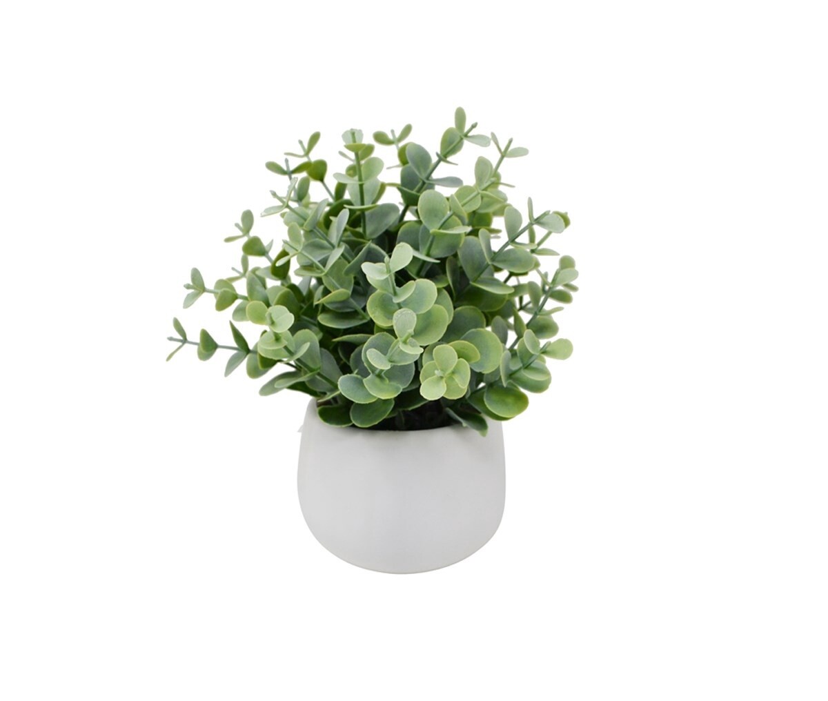 White Pot Eucalyptus