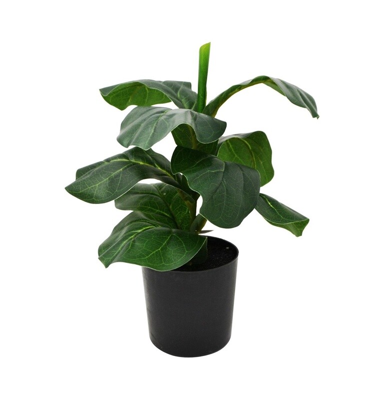 Ficus