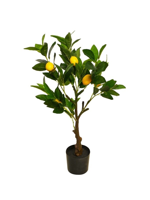Lemon Tree