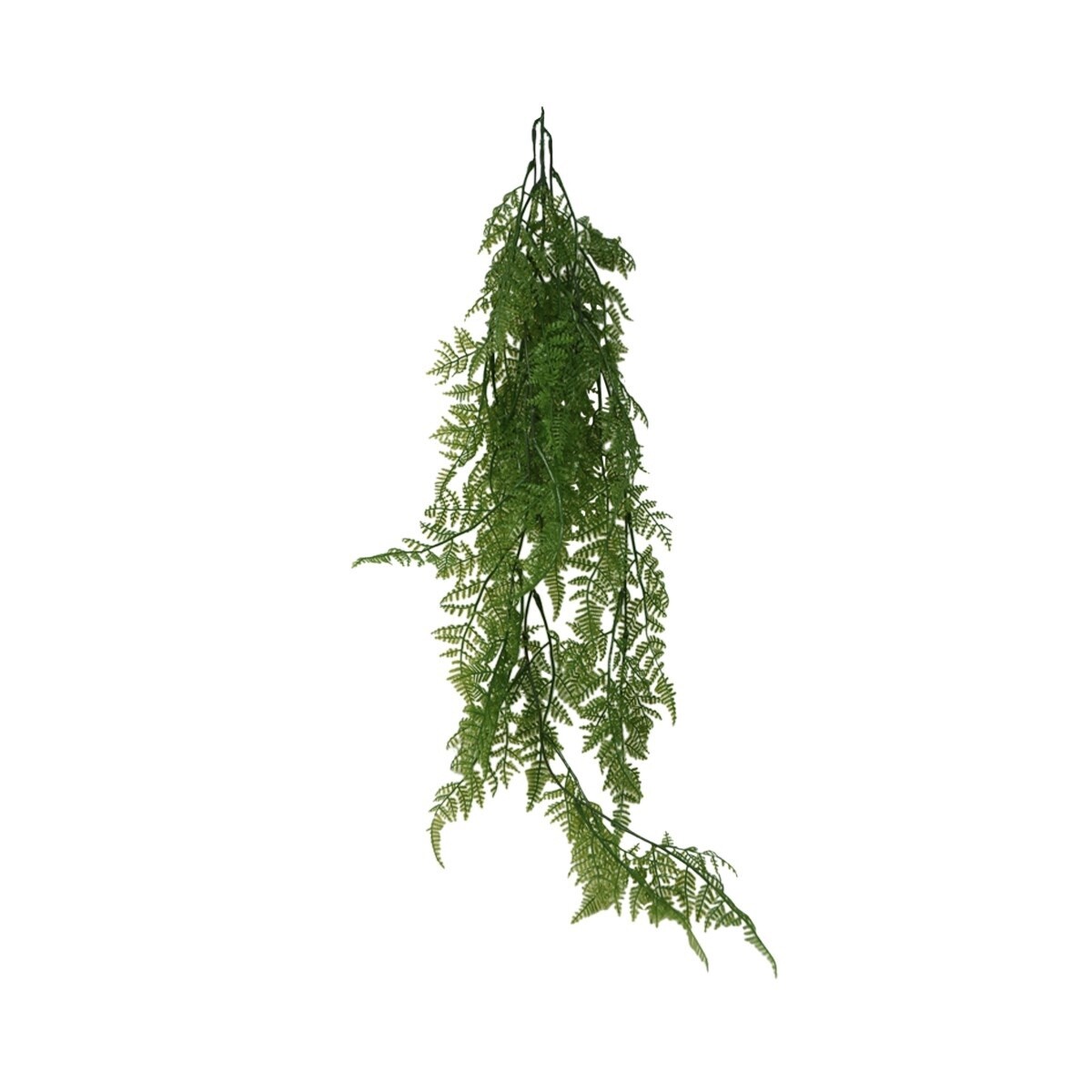 Fern