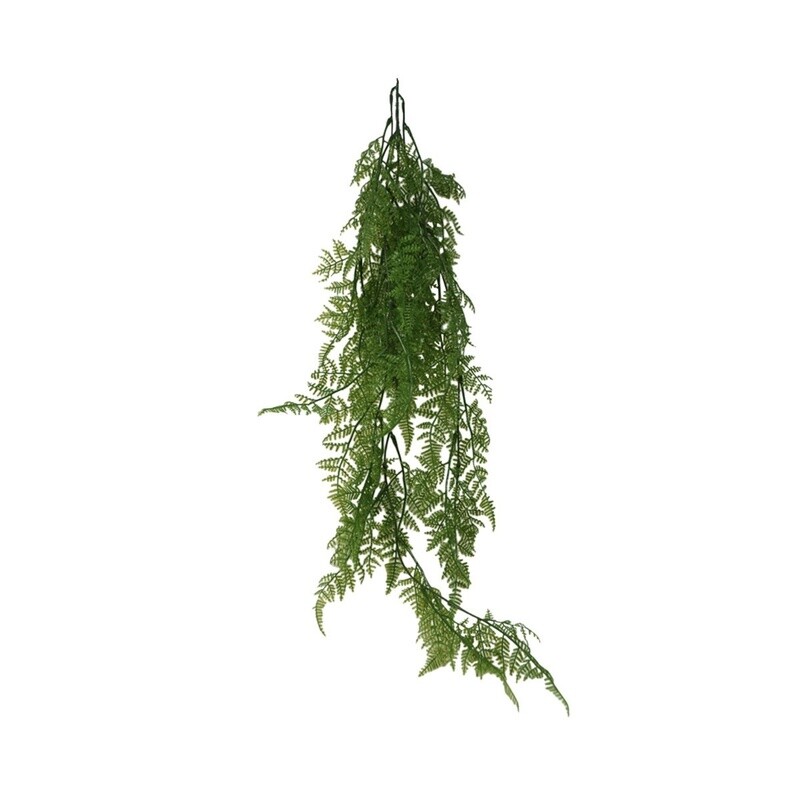 Fern
