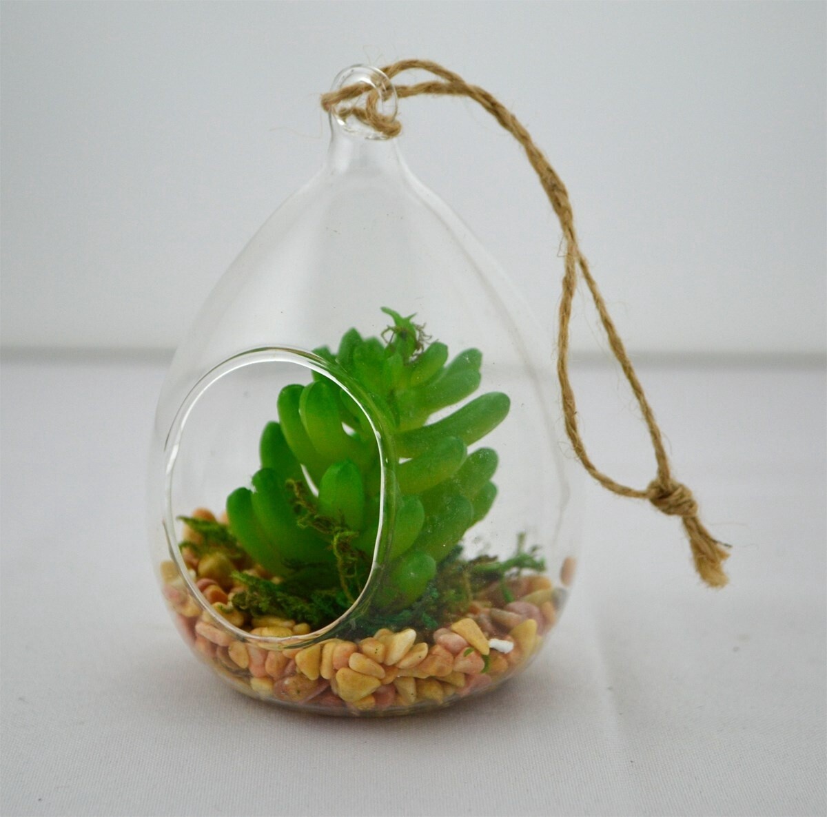 Plant Terrarium