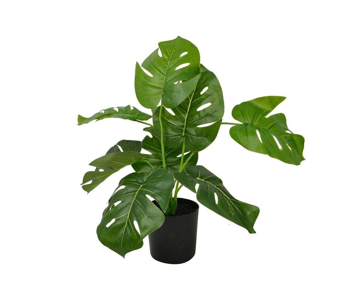 Monstera Plant