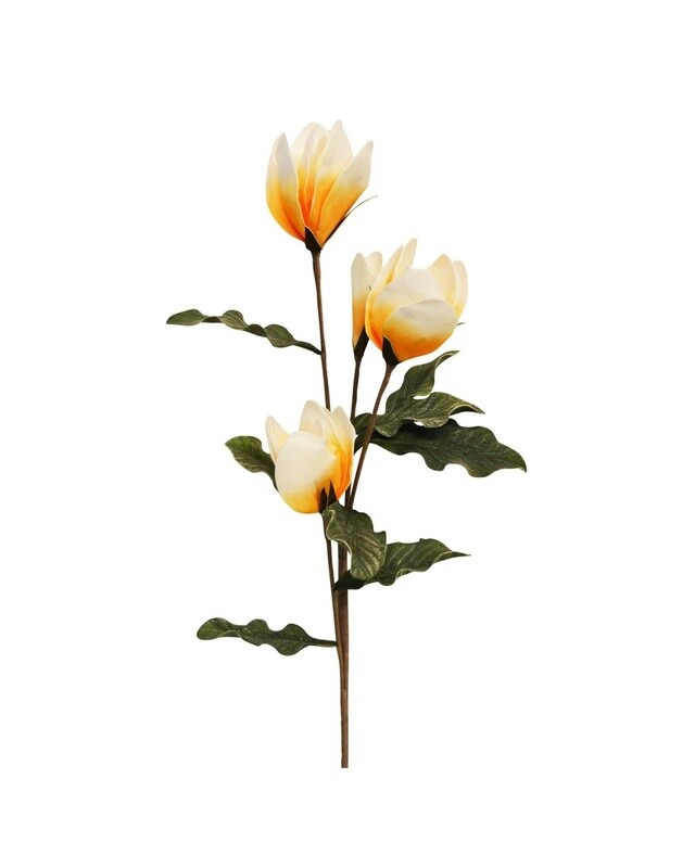 Yellow Magnolia
