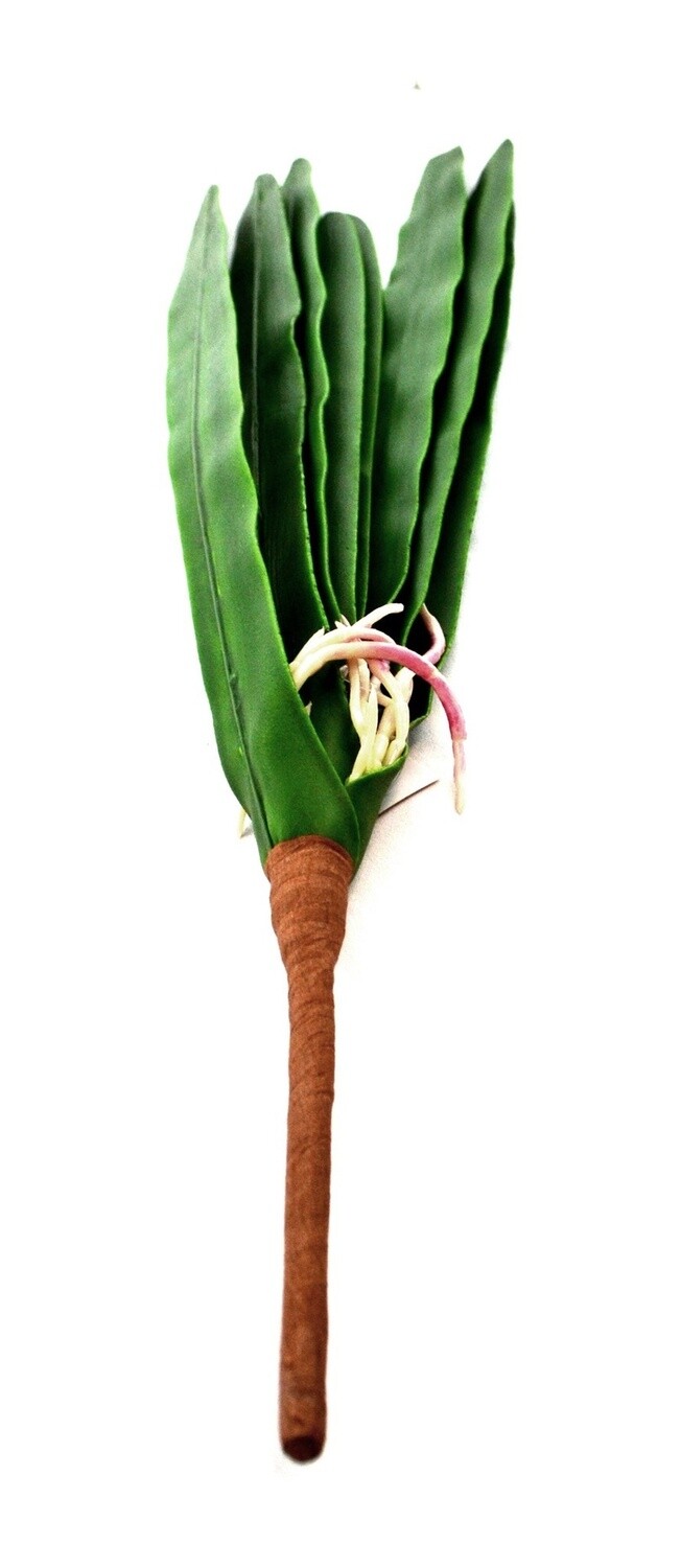 Foliage