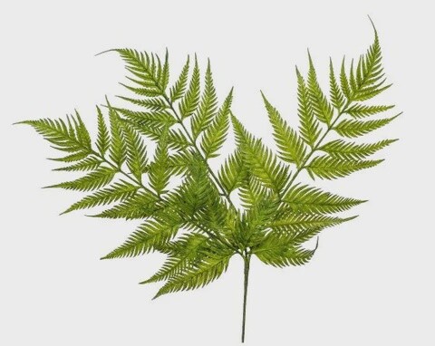 Bracken Fern Stem 15”