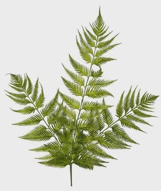 Bracken Fern Stem