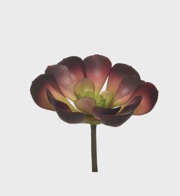 Burgundy Sedum Pick