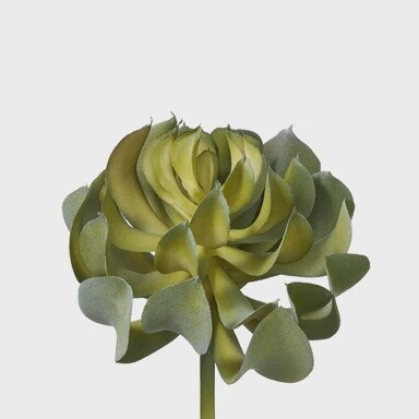 Echeveria Pick - 5”