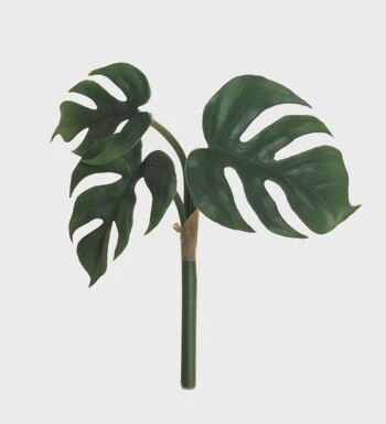 Split Leaf Philodendron Bush