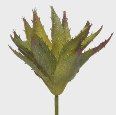 Aloe Pick