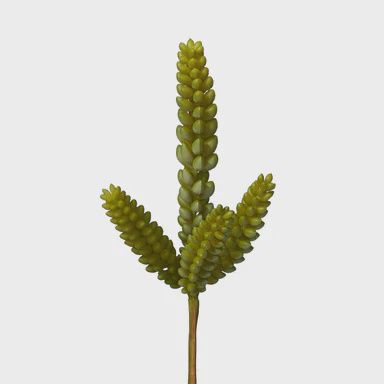 Sedum Stem