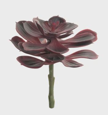 Echeveria Stem /Burgandy
