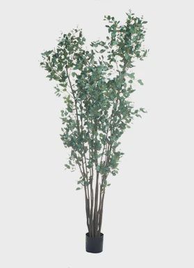 Eucalyptus Tree - 8ft
