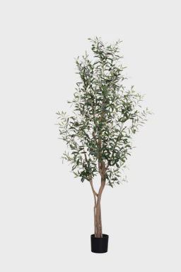 Olive Tree - 6ft
