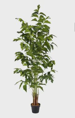Schefflera - 6ft