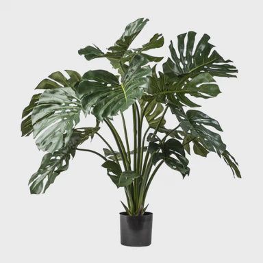 Monstera Plant - 3ft