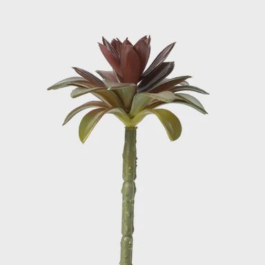 Succulent Flower