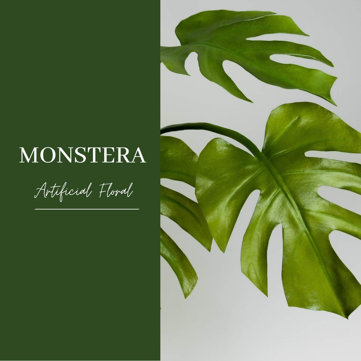 Calathea Leaf