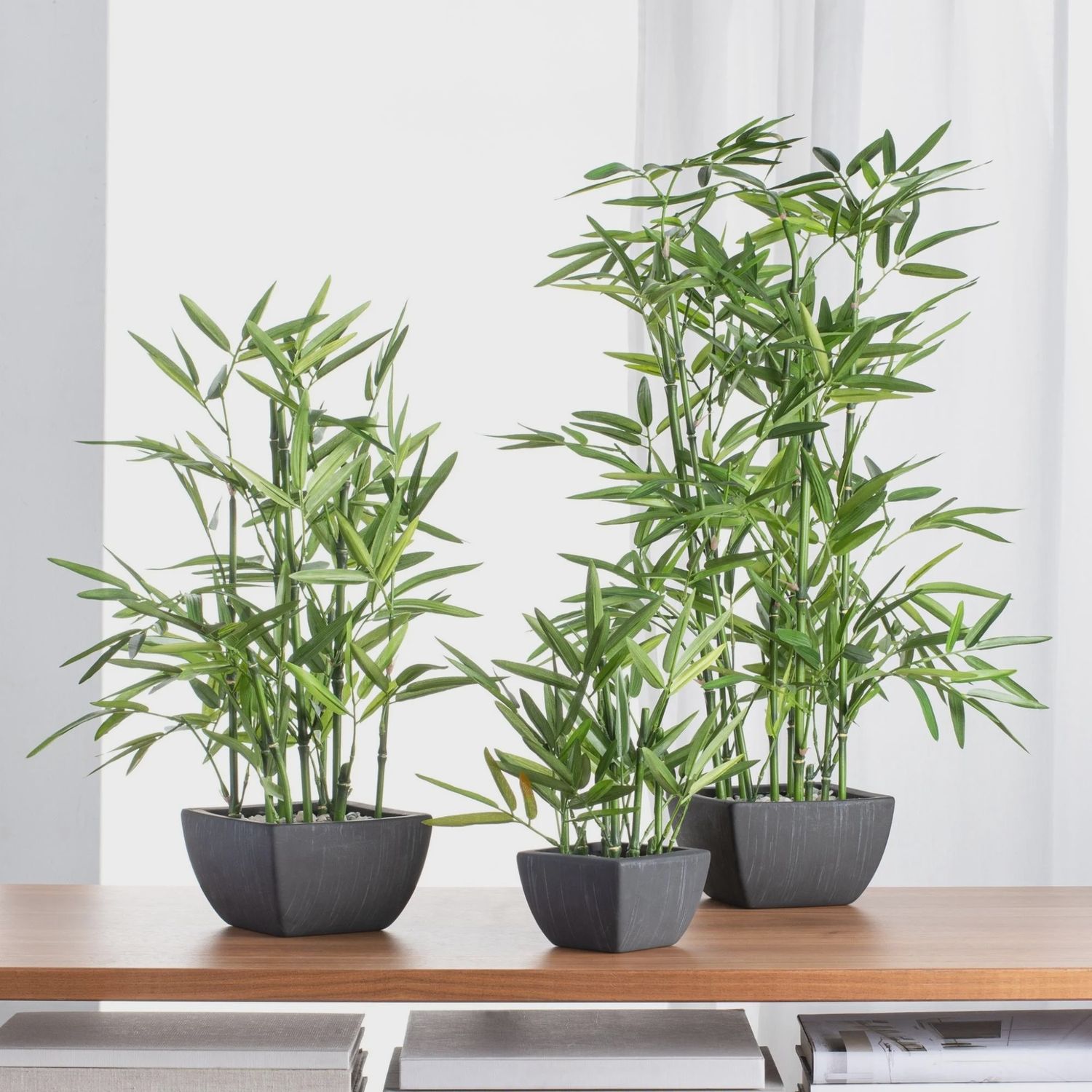 Bamboo Plant