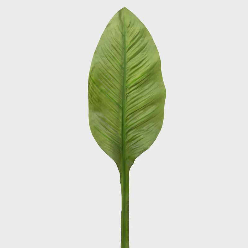 Banana Leaf Stem