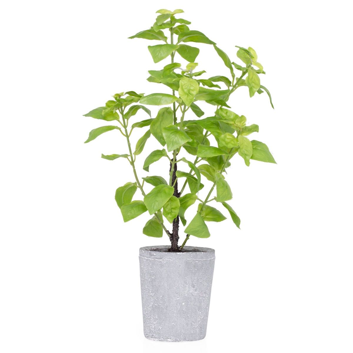 Basil Herb Plant - Large