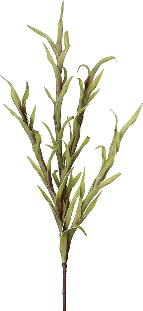 Desert Spike Grass