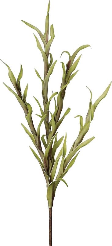 Desert Spike Grass