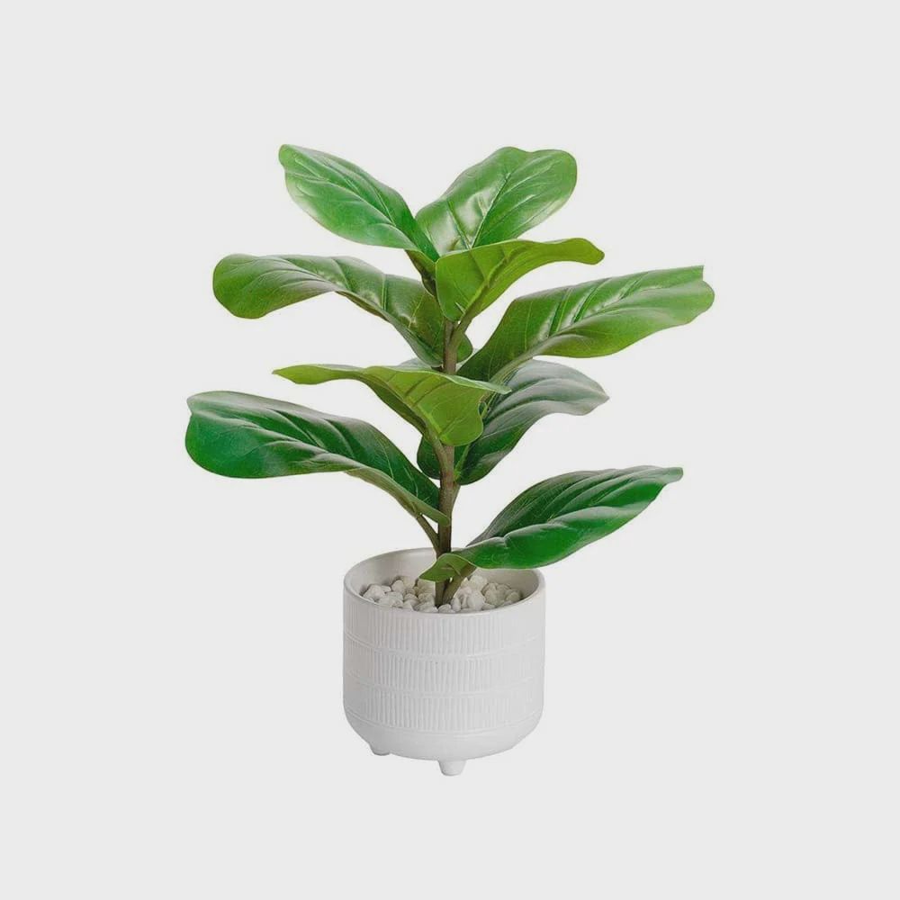 Fiddle Leaf Fig / White Pot