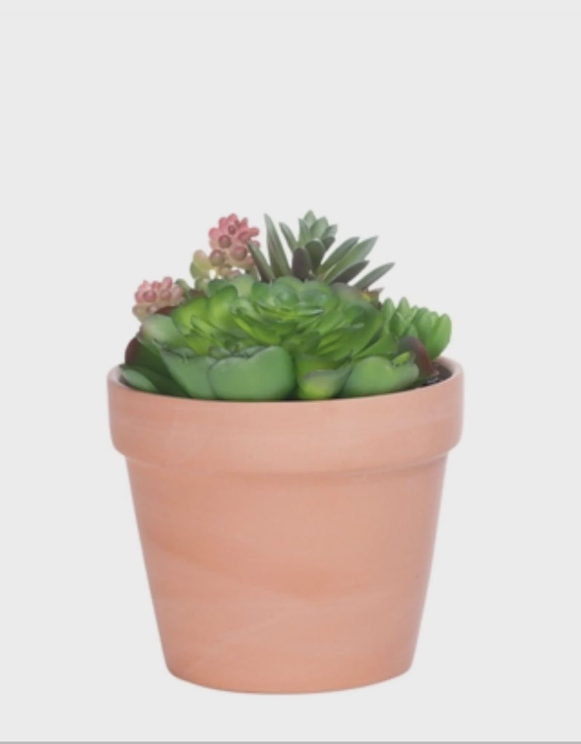 Potted Succulent Mix - Tall/Terracota