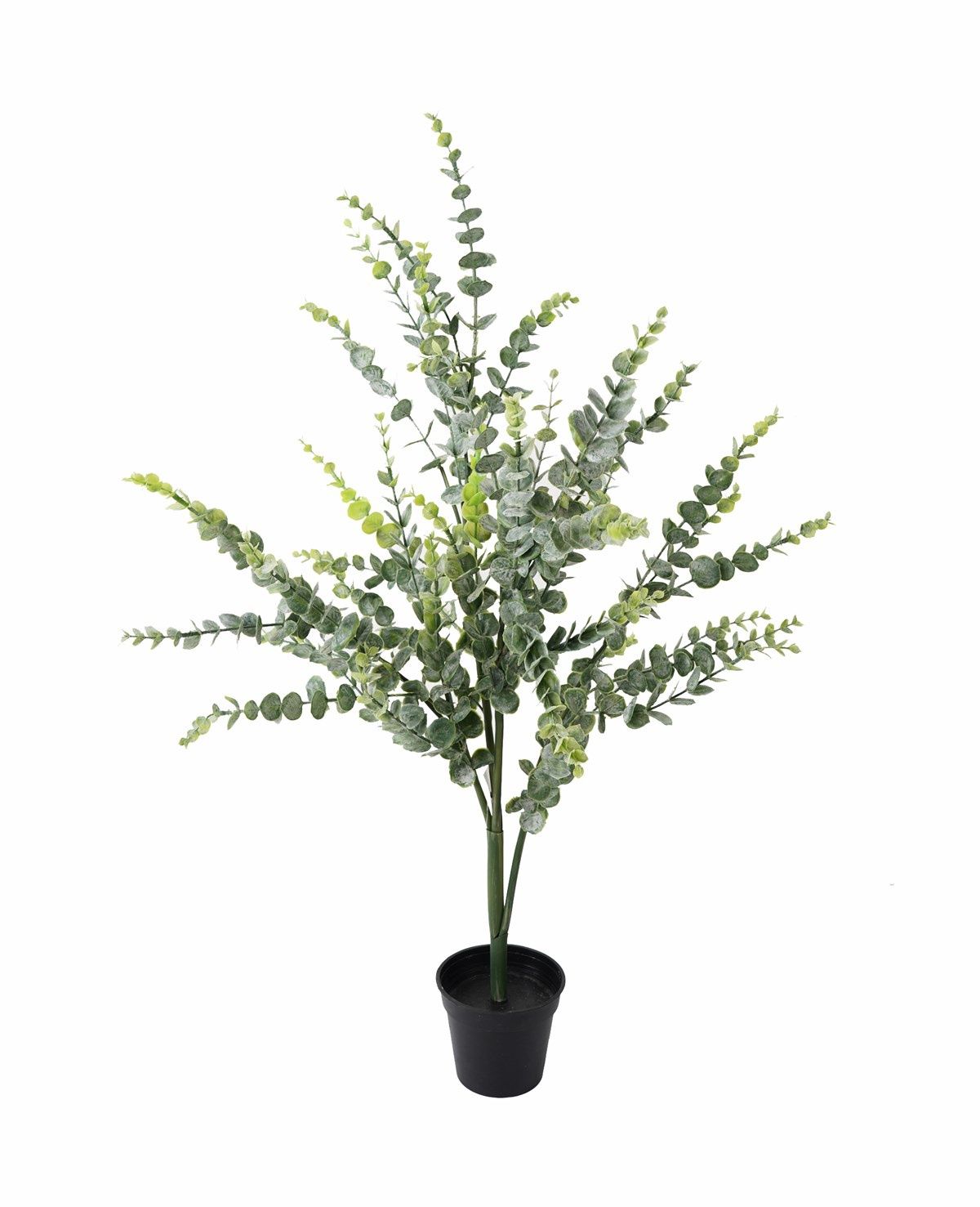 Eucalyptus Plant