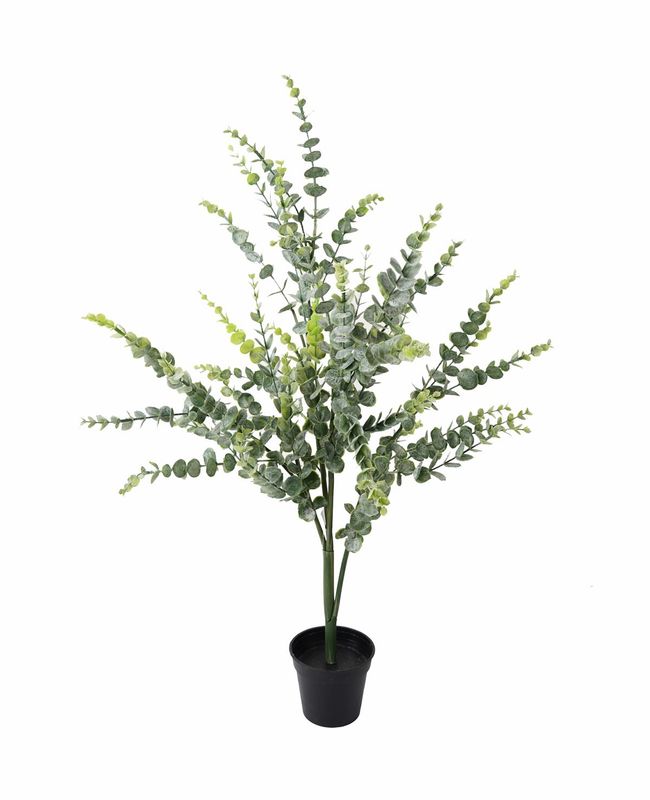 Eucalyptus Plant