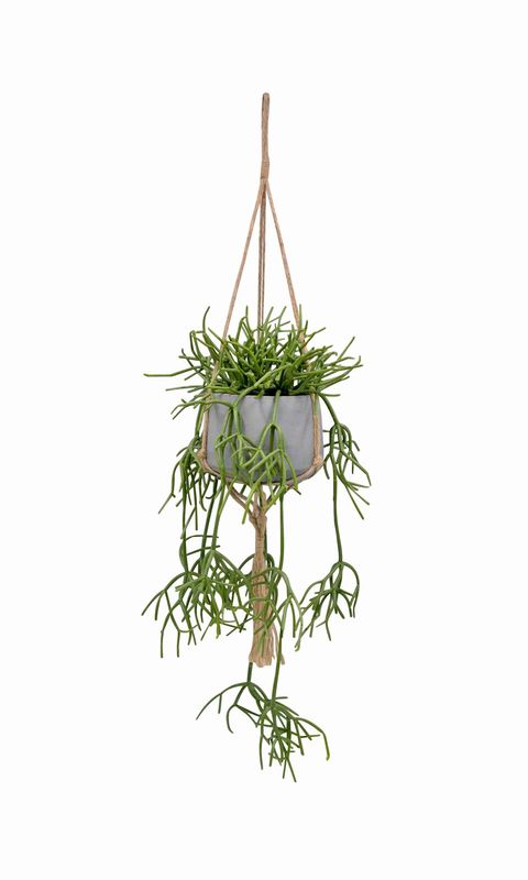 Hanging Rhipsalis