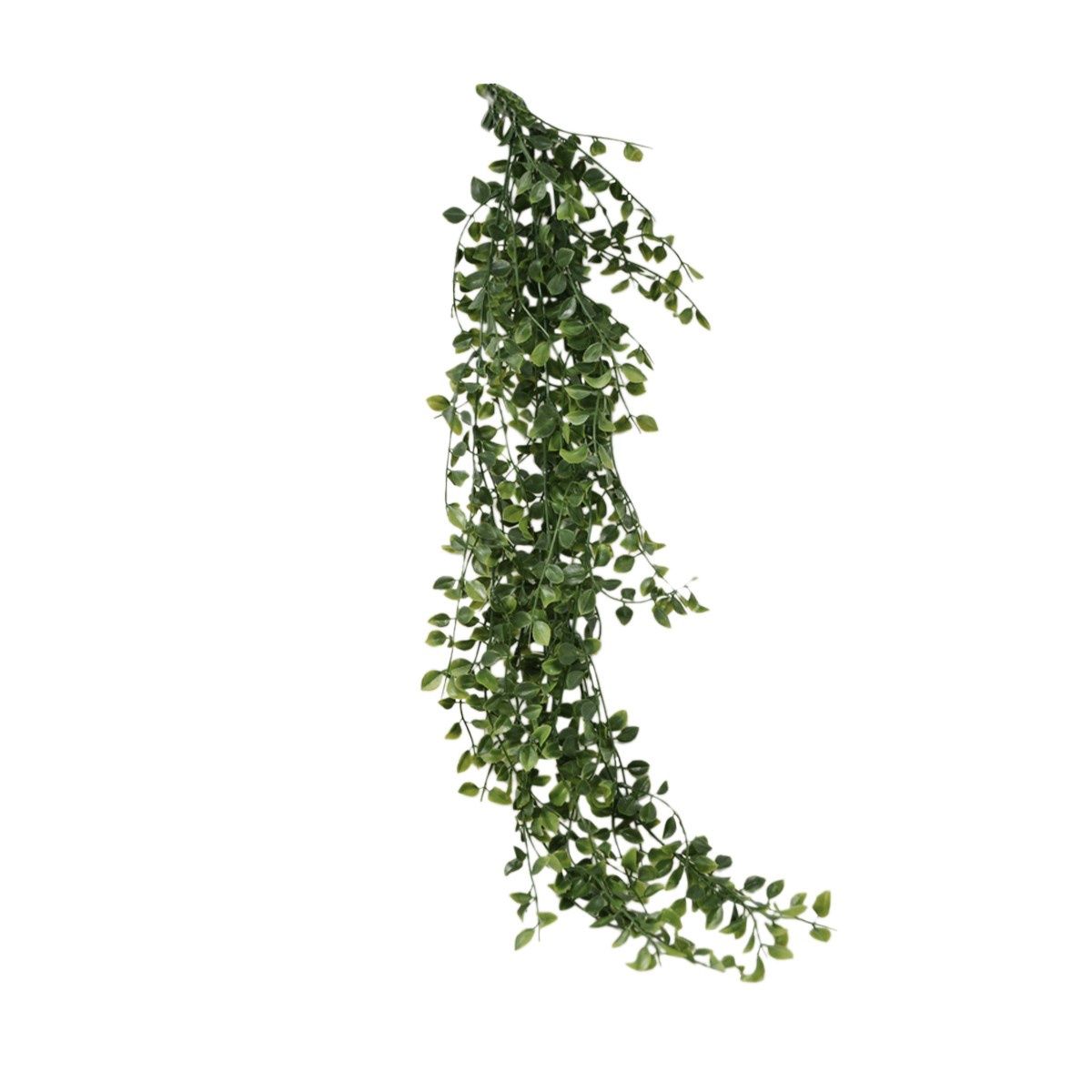 Climber Plant