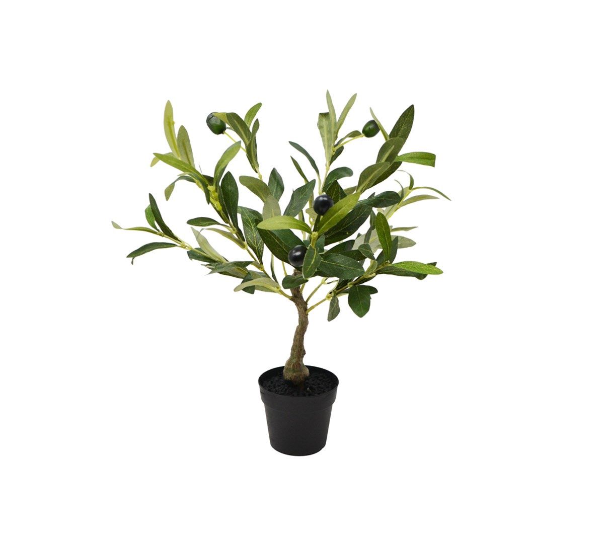 Olive Tree - Small