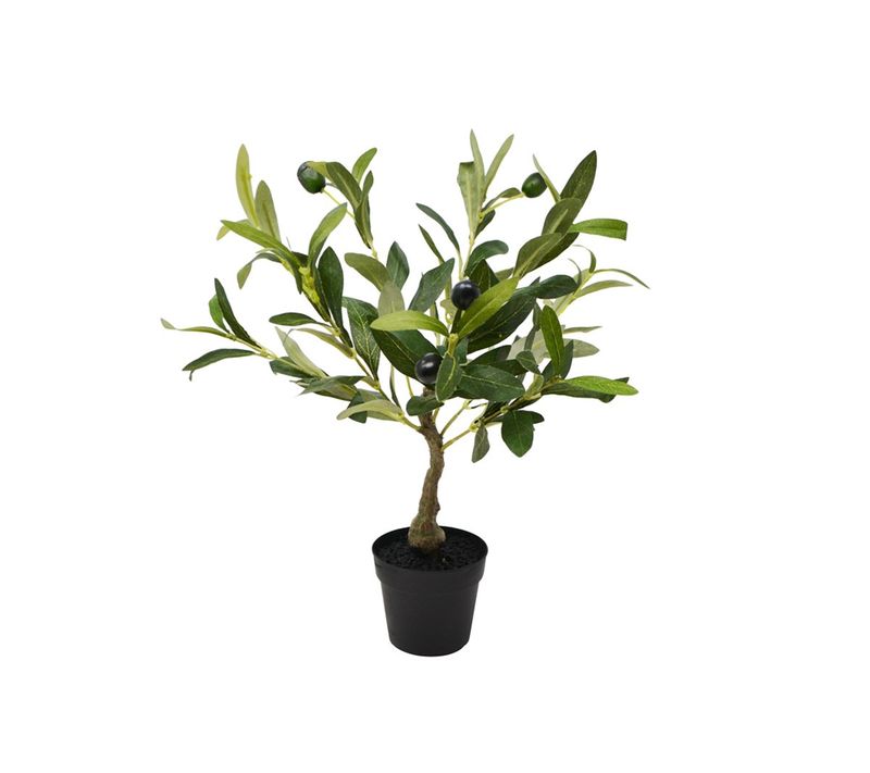 Olive Tree - Small