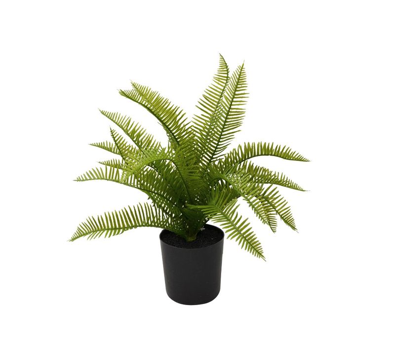Fern / Black Pot